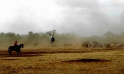R22 vacas