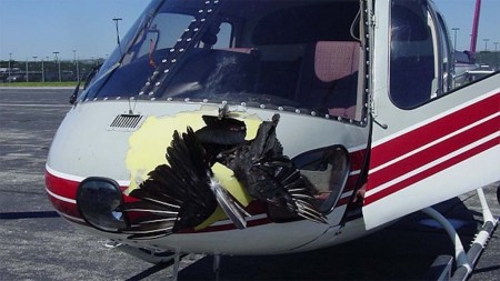 Impacto de un ave de gran tamaño con un helicóptero.